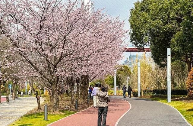 PG电子在樱花树下和全民健身撞个满怀（内附樱花步道推荐）(图2)