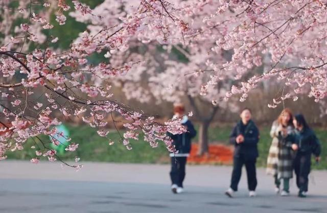 PG电子在樱花树下和全民健身撞个满怀（内附樱花步道推荐）(图6)